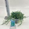 Juniperus h. 'Wiltonii' Pot 3 liter 20-25cm 