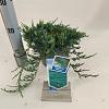 Juniperus h. 'Wiltonii' Pot 3 liter 20-25cm 