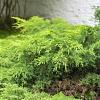 Juniperus pf. 'Gold Star' Pot 3 Liter 