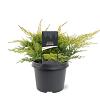 Juniperus pf. 'Gold Star' Pot 3 Liter 