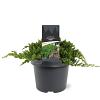 Juniperus procumbens 'Nana' Pot 3 Liter 