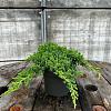 Juniperus procumbens 'Nana' Pot 3 Liter 