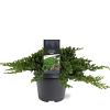 Juniperus procumbens 'Nana' Pot 5 Liter 30 - 40 cm