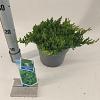 Juniperus procumbens 'Nana' Pot 3 liter 20-25cm 