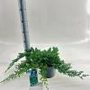 Juniperus procumbens 'Nana' Pot 3 liter 20-25cm 