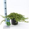Juniperus procumbens 'Nana' Pot 3 liter 20-25cm 