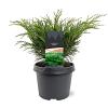 Juniperus sabina Pot 3 Liter 