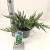 Juniperus sabina 'Tamariscifolia' Pot 3 liter 20-25cm 