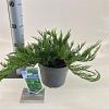 Juniperus sabina 'Tamariscifolia' Pot 3 liter 20-25cm 