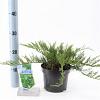 Juniperus sabina 'Tamariscifolia' Pot 3 liter 20-25cm 