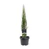 Juniperus s. 'Blue Arrow' Pot 3 Liter 50 - 60 cm