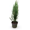 Juniperus s. 'Blue Arrow' Pot 4 Liter 60 - 80 cm