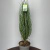 Juniperus s. 'Blue Arrow' Pot 10 liter 80 - 100 cm