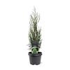 Juniperus s. 'Moonglow' Pot 3 Liter 40 - 50 cm