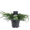 Juniperus squamata 'Blue Carpet' Pot 5 Liter 40 - 50 cm
