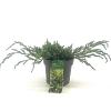 Juniperus squamata 'Blue Carpet' Pot 2 Liter 20 - 30 cm