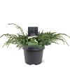 Juniperus squamata 'Blue Carpet' Pot 3 Liter 30 - 40 cm