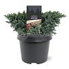Juniperus squamata 'Blue Star' Pot 3 Liter 20 - 30 cm