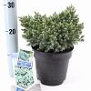 Juniperus squamata 'Blue Star' Pot 3 liter 20-25cm 