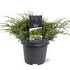 Juniperus squamata 'Holger' Pot 5 Liter 30 - 40 cm