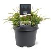 Juniperus squamata 'Holger' Pot 3 Liter 20 - 30 cm