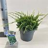 Juniperus squamata 'Holger' Pot 3 liter 20-25cm 