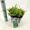 Juniperus squamata 'Holger' Pot 3 liter 20-25cm 