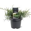 Juniperus virg. 'Grey Owl' Pot 3 Liter 