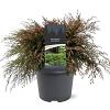 Microbiota decussata Pot 5 Liter 40 - 50 cm