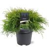 Microbiota decussata Pot 5 Liter 40 - 50 cm