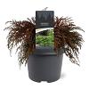 Microbiota decussata Pot 3 Liter 30 - 40 cm