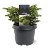 Picea a. 'Little Gem' Pot 3 Liter 20 - 30 cm
