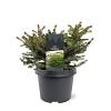 Picea a. 'Nidiformis' Pot 3 Liter 