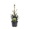 Picea a. 'Will's Zwerg' Pot 3 Liter 30 - 40 cm
