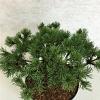 Pinus mugo 'Corley's Mat' Pot 7,5 liter 25-30cm
