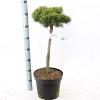 Pinus mugo 'Lilliput' Pot 7,5 Liter Stam 60 cm