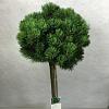 Pinus mugo 'Lilliput' Pot 7,5 Liter Stam 60 cm