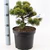 Pinus mugo 'March' Pot 5 liter 25-30cm