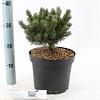 Pinus mugo 'March' Pot 5 liter 25-30cm