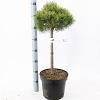Pinus mugo 'Mops' Pot 7,5 Liter Stam 60 cm