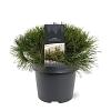 Pinus mugo mugo Pot 3 Liter 