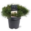 Pinus mugo mugo Pot 5 Liter 30 - 40 cm