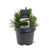 Pinus mugo pumilio Pot 3 Liter 20 - 30 cm