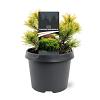 Pinus mugo 'Winter Gold' Pot 3 Liter 20 - 30 cm