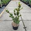 Pinus parv. 'Kokonoe' Pot 7,5 Liter 40 - 50 cm