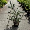Pinus parv. 'Saphir' Pot 10 liter 70 - 80 cm