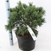 Pinus strobus 'Bergman's Mini' Pot 10 liter 40 - 50 cm