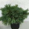 Pinus strobus 'Blue Shag' Pot 10 liter 40 - 50 cm