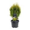 Platycladus or. 'Aurea Nana' Pot 3 Liter 