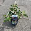 Ficus car. Little Miss Figgy Pot 2 Liter30 - 40 cm